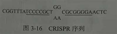 我是提问“请问图中CRISPR序列中间的两排碱基表示什么？”那个问题的人，还想继续请教一下
