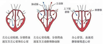 左右心室收缩，分别将血液压至左心房和右心房．______