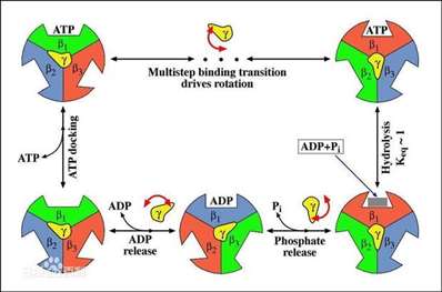 ATP合成的旋转异构模型的主要内容有哪些