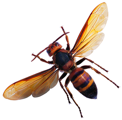 生物书上说:昆虫的基本特征包括:有一对触角三对足 一般具有两对翅 他们共同特征有身体分为头胸腹三部分吗