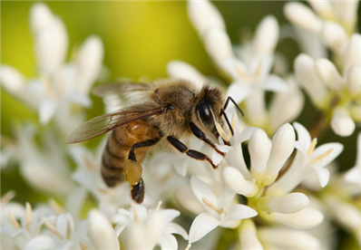 蜜蜂具有基础数学运算能力？