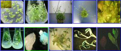 选修三生物植物体细胞杂交与植物组织培养 杂交育种 多倍体育种的区别
