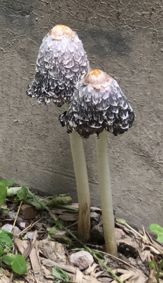 这是什么蘑菇？有毒吗？