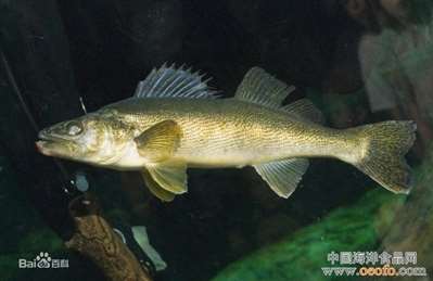 Dussumier’s thryssa是什么鱼