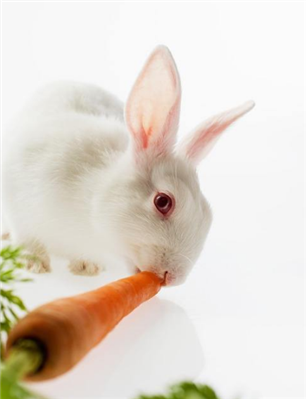 小兔子真的喜欢胡萝卜吗？