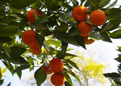 万州红橘生产要哪些环节