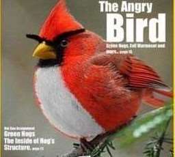 愤怒的小鸟中的红鸟是什么鸟？