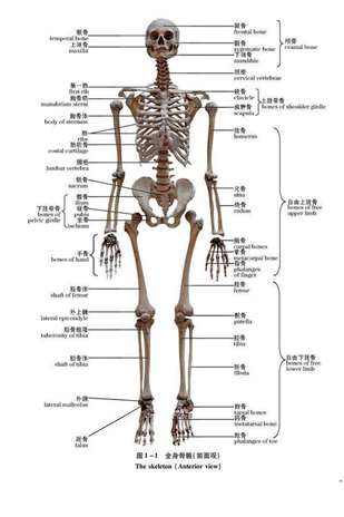 人体全骨骼图