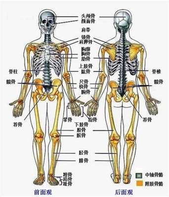 人体全骨骼图