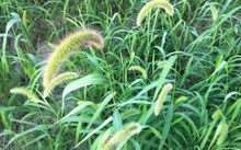 请问这是什么草