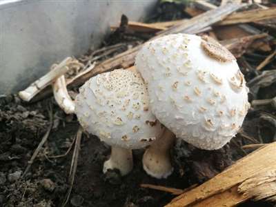 请问大神,这是什么蘑菇,能吃吗?