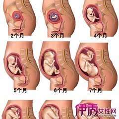 初期怀孕，到几个月的时候，肚子会变大