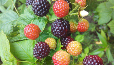 树莓果干是怎么做的，跟我们平常吃的黑莓有何不同呢？