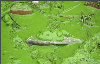 微囊藻生长是啥水环境