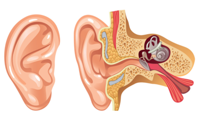 孩子总得急性中耳炎，是不是哪里有问题？