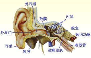 外耳门是耳孔吗
