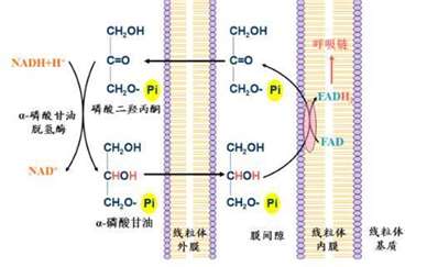过氧化物酶体中NADH能穿梭到胞质中吗？