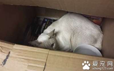 英国暹罗猫被困邮包内8天没吃没喝顽强存活