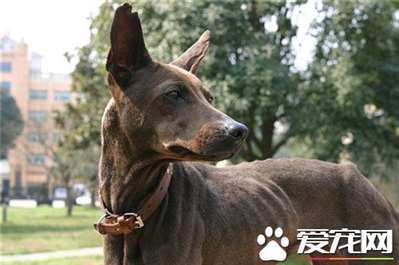 大型法老王猎犬多少钱 价格大约为1000到3000元