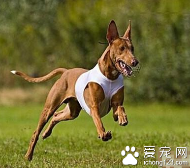 法老王猎犬哪里卖 该犬在中国比较冷门