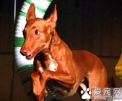 法老王猎犬的形态特征 该犬血统高贵