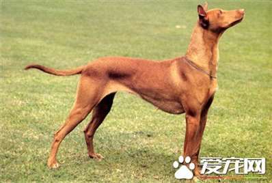 大型法老王猎犬能家养 非常适宜家养的狗狗