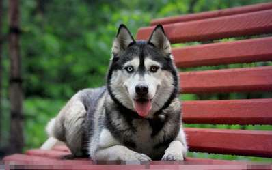 哈士奇是什么狗 哈士奇是西伯利亚雪橇犬