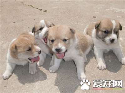 中华田园犬是土狗吗 是什么品种的狗狗