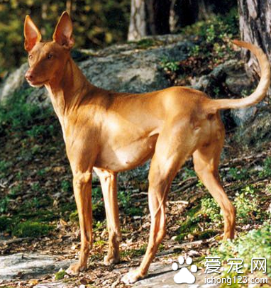 法老王猎犬的养护常识 定期体外驱虫 