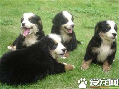 伯恩山犬一年交配几次 母犬6到8个月发情一次
