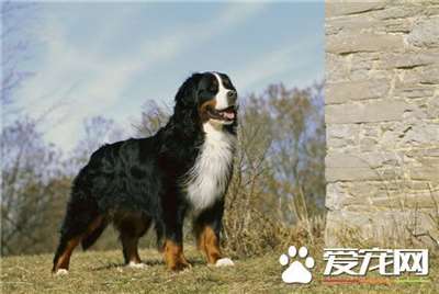 伯恩山犬是什么犬 伯恩山犬是一种大型犬