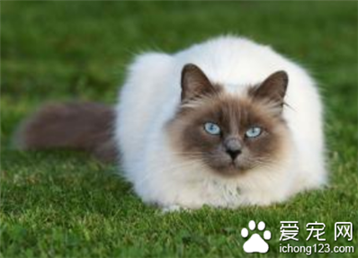 怎样挑选暹罗猫 是纯种短毛猫的代表
