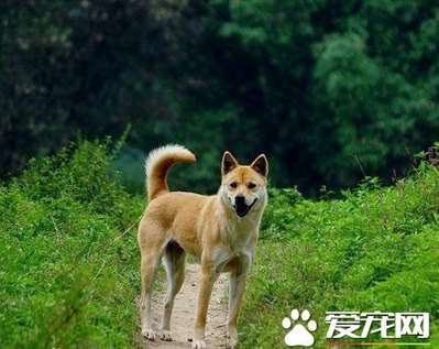 中华田园犬的寿命 寿命一般都在10到15年