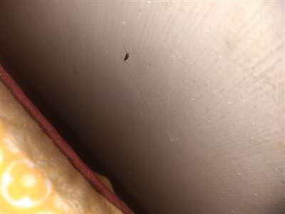 请问这是什么虫子,在房间墙壁上.
