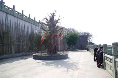 江宁方山定林寺门口的是什么树？