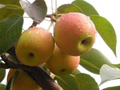 藤木苹果成熟期