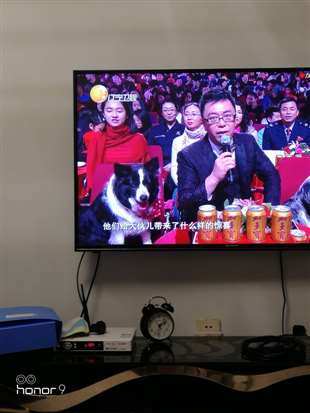 2018年辽宁春晚，在现场发红包前，在主持人旁边坐着的两只狗狗，是什么品种，急！！谢谢