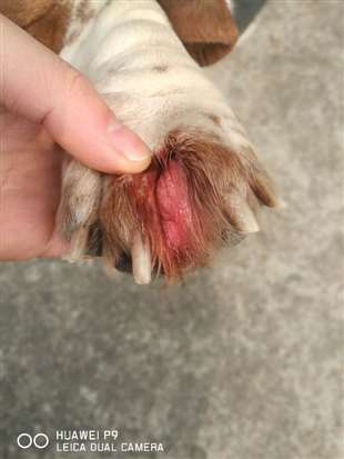 问狗狗指间红肿会是什么病？