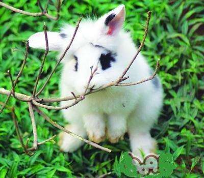 杨树的枝可以给兔子磨牙吗