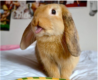 兔子吐舌头是什么意思啊？我抱着她的时候是不是的吐吐舌头