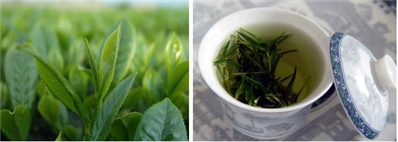 丁香叶跟绿茶的区别？