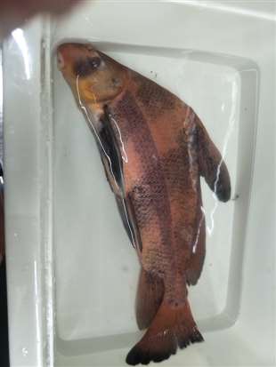 这个什么鱼？