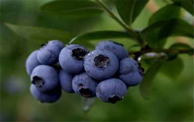 紫色的蓝莓是什么品种
