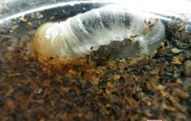 如何分辨锹甲幼虫和金龟子幼虫