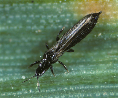 一种虫子很小，黑色的，不会咬人，尾巴翘起来的，捏死有一种味道，是什么虫子？？