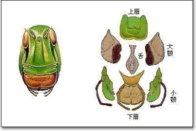 蝉和蝗虫口器的基本构造和区别