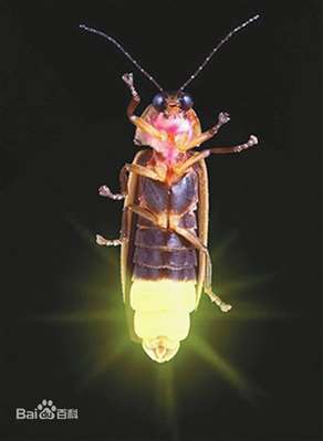 科学家是怎么发现萤火虫有‘’冷光‘’的？