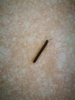家里总有黑色长条的小虫子，有人知道是什么虫子么，该怎们处理