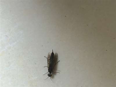 请问这是什么虫子？长度1.5-2厘米，有大神知道这是什么吗？在线等，急！