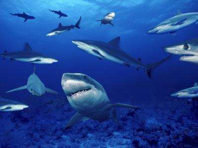 鲨鱼是不是无性繁殖